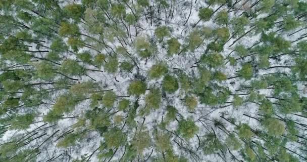 Winter Nature Aerial Shot Forest Conservation Countryside Landscape Woods Texture — Stockvideo