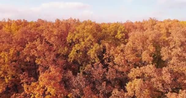 Autumn Trees Aerial Shot Forest Skyline Fall Landscape Beauty Nature — Vídeo de Stock