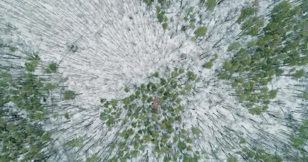 Snow Forest Aerial View Winter Landscape Nature Park Scenery Woods — Stock videók