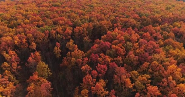 Autumn Woods Air View Заповедник Ноябрь Солнечный День Ярко Красный — стоковое видео