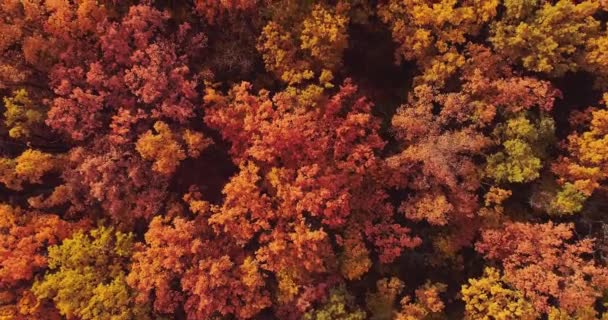 Fall Foliage Drone Shot Autumn Colors Nature Park Scenery Bright — Wideo stockowe
