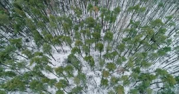 Cold Forest Aerial Shot Winter Scenery Nature Park Countryside Landscape — ストック動画