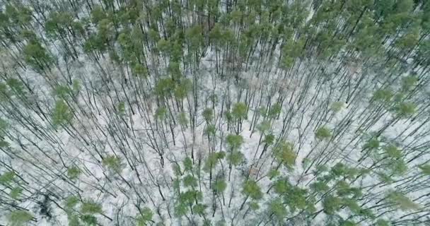 Winter Forest Aerial View Nature Reserve Ecology Protection Cold Woods — Stok video