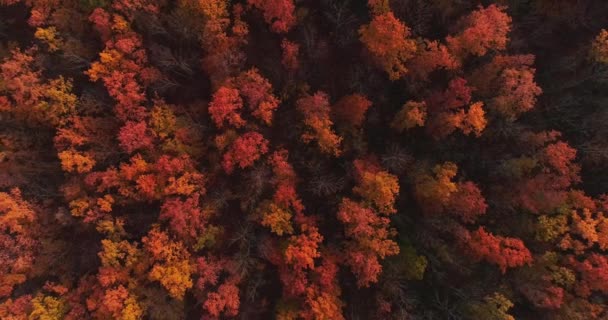 Autumn Nature Drone Shot Forest Conservation Fall Landscape Bright Red – stockvideo