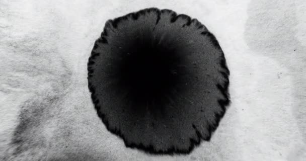 Ink Drop Water Transition Overlay Liquid Spatter Black Wet Paint — ストック動画