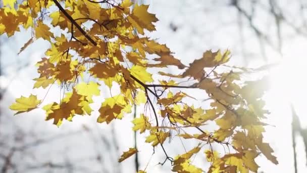 Beautiful Autumn Sunny Day Peaceful Mood Yellow Tree Leaves Sunshine — Stok video