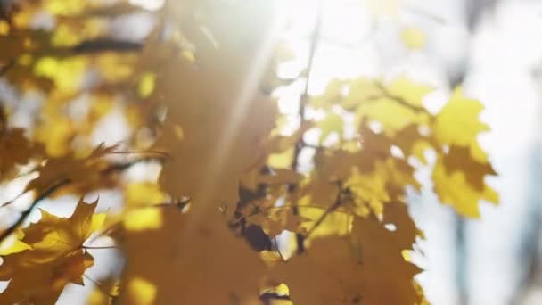 Φθινοπωρινή Ομορφιά Ηλιόλουστη Μέρα Εποχιακή Φύση Κίτρινα Φύλλα Πορτοκαλιάς Ηλιαχτίδες — Αρχείο Βίντεο