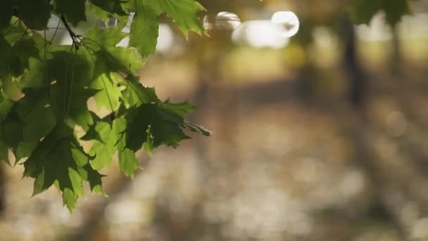 Στο Πάρκο Γαλήνια Διάθεση Απολαμβάνοντας Φύση Πράσινα Φύλλα Δέντρου Θολό — Αρχείο Βίντεο