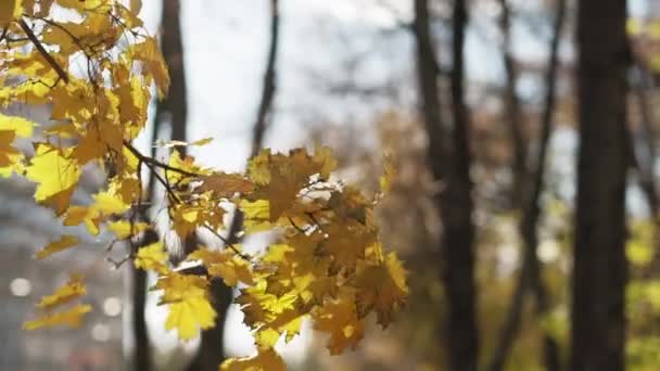 Romantic Fall Nice Weather Nature Beauty Yellow Leaves Autumn Tree — 图库视频影像
