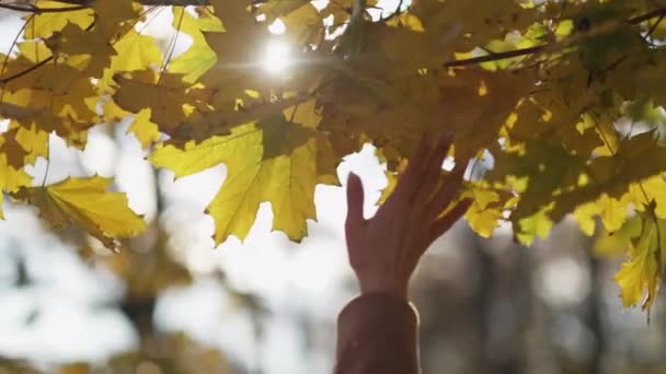Beautiful Autumn Inspired Woman Enjoying Life Unrecognizable Female Hand Playing — Stock video