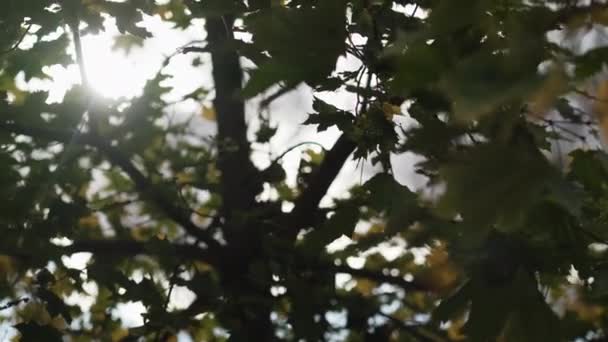 Early Autumn Beautiful Day Peaceful Mood Green Tree Leaves Sunshine — Stock video