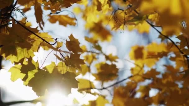 Autumn Leaves Nice Weather Nature Beauty Orange Tree Branches Blue — Stock videók