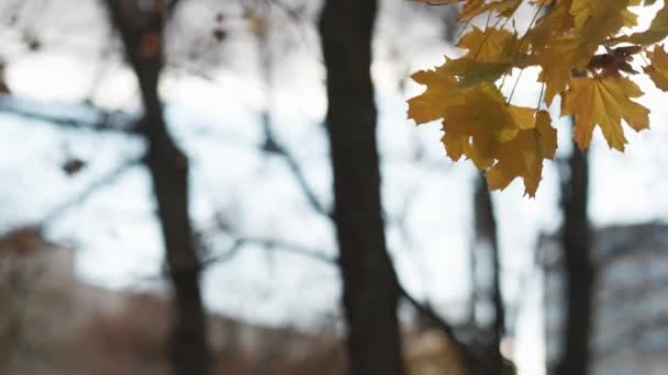 Autumn View Peaceful Mood Enjoying Nature Yellow Tree Leaves Blur — Video