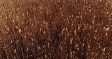 Autumn harvest. Aerial flyover above agriculture field. Brown dried plants moving in light wind