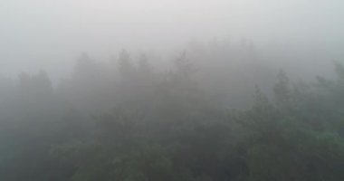 Early morning mist forest drone view. Aerial shot of foggy trees