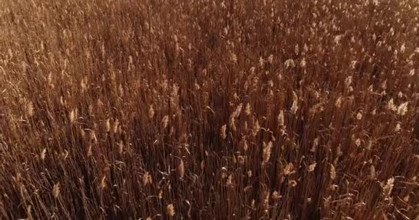 Autumn Harvest Aerial Flyover Agriculture Field Brown Dried Plants Moving — Stok Video
