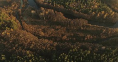 Aerial view. Autumn forest. Drone flyover. Brown canopy of trees from above