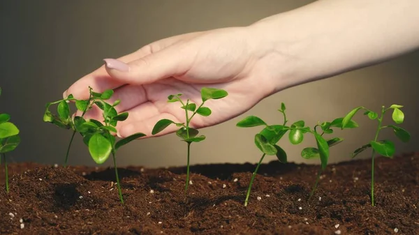 Vertical video. Organic gardening. Nature fragility. Plant cultivation. Caring female hand touching young green sprouts growing in soil on dark background.