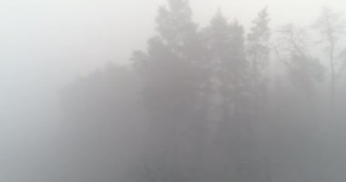 Early morning mist forest drone view. Aerial shot of foggy trees