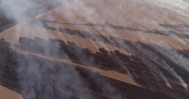 Arson Agriulture Competition Burning Crops Aerial Shot Smoke Rising Fields — Stockvideo
