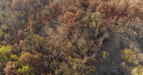 Forest Aerial Autumn Wild Nature Scene Brown Canopy Trees — Stockvideo