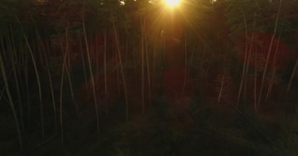 Morning Magic Golden Hours Dawn Drone View Sun Rising Forest — Stockvideo