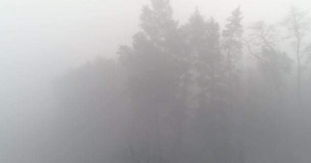 Early Morning Mist Forest Drone View Aerial Shot Foggy Trees — Stockvideo