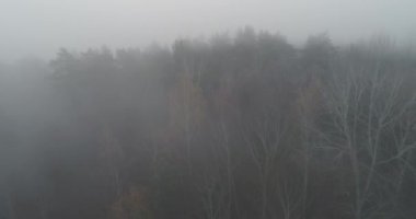 Morning mist. Nature forest. National park reserve. Aerial view of foggy trees