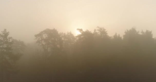Morning Magic Misty Dawn Drone View Sun Rising Forest Trees — Stockvideo