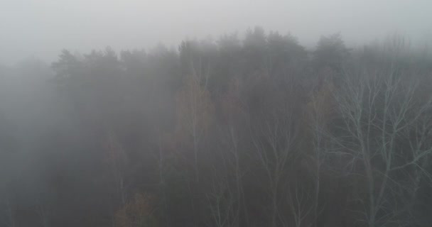 Morning Mist Nature Forest National Park Reserve Aerial View Foggy — Stockvideo