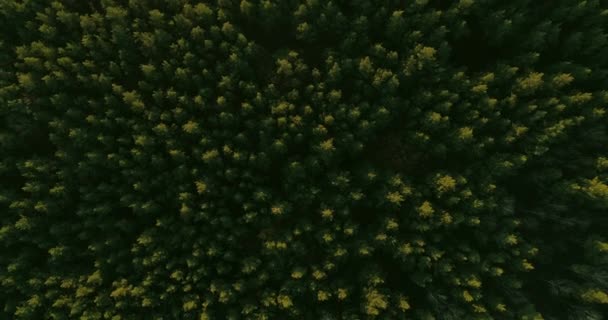 Woodland Countryside Aerial View Forest Preservation Top View Flyover Trees — Stock Video