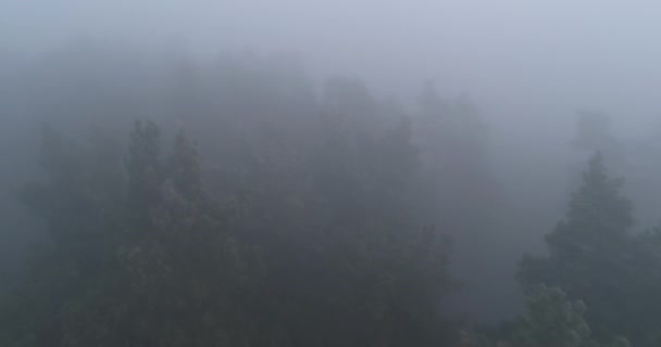Morning Mist Nature Forest National Park Reserve Aerial View Foggy — Stockvideo