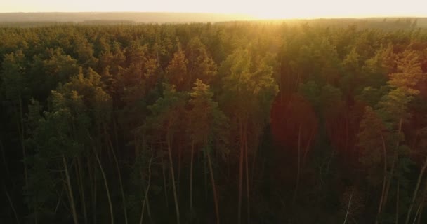 Morning Magic Golden Hours Dawn Drone View Sun Rising Forest — Stockvideo