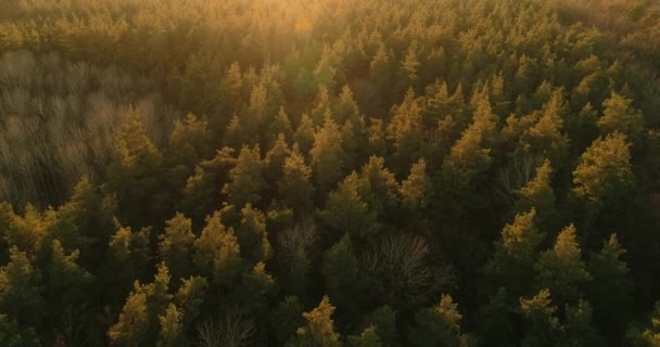 Morning Magic Golden Hours Dawn Drone View Sun Rising Forest — Stock video