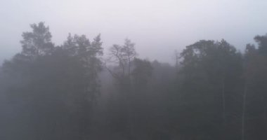 Early morning mist forest drone view. Aerial shot of foggy trees