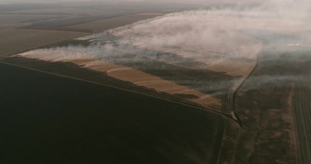Burning Fields Agriculture Techniques Aerial Shot Smoke Rising Plants — Stok Video