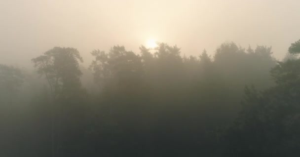 Misty Morning Sunrise Nature Beauty Aerial Shot Dawn Light Forest — 비디오