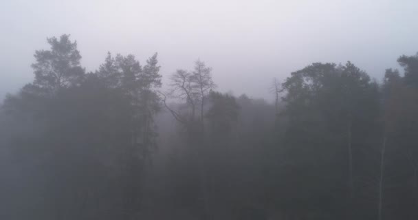 Early Morning Mist Forest Drone View Aerial Shot Foggy Trees — Stockvideo
