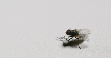 Insect hygiene. Closeup fly. Pest bug. Housefly rubbing limbs together cleaning legs on white grain texture copy space background. Seamless loop shot on RED Cinema camera.