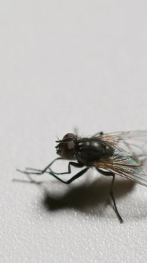 Vertical video. Closeup fly. Insect hygiene. Pest bug. Housefly rubbing limbs together cleaning legs on white copy space background. Seamless loop shot on RED Cinema camera.