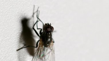 Vertical video. Closeup fly. Insect hygiene. Pest bug. Housefly rubbing limbs together cleaning legs on white copy space background. Seamless loop shot on RED Cinema camera.
