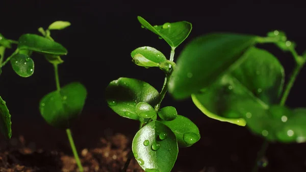 Vertical video. Macro leaves. Nature freshness. New life. Water drops sprinkling fragile young green sprouts growing in soil on black background.