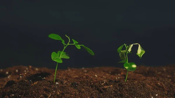 Vertical video. Plant cultivation. Nature fragility. Green seedlings with lush and fading leaves growing in fertile soil on dark background.