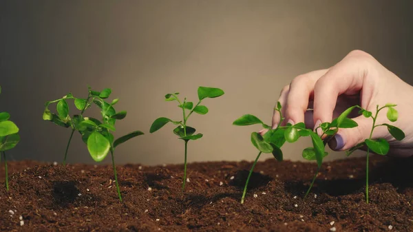 Vertical video. Plant cultivation. Organic gardening. Ecology protection. Caring female hand touching young green sprouts growing in fertile soil on dark background.