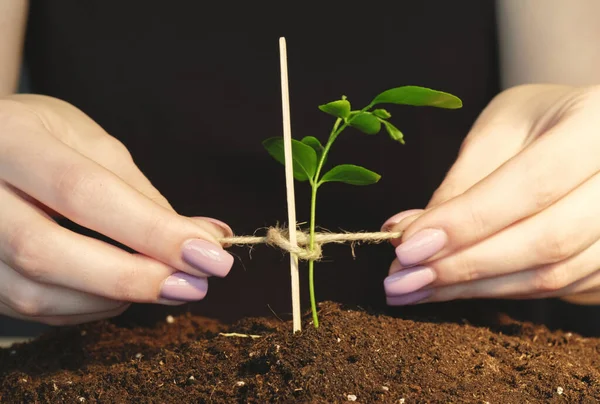 Plant cultivation. Save planet. Nature fragility. Caring female hands tying up young green seedling growing in fertile soil.