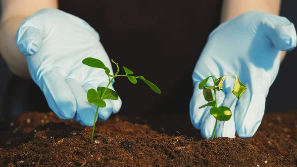 Culture Plantes Fragilité Nature Conservation Des Forêts Mains Féminines Dans — Photo