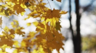Romantik sonbahar. Güneşli bir gün. Doğa güzelliği. Sarı ağaç yaprakları güneş ışınlarıyla titriyor rüzgarın arka planında yavaşça titriyor..