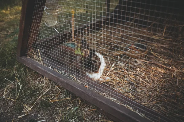 Granjas Mamíferos Pequeño Conejo Hogar Natural Bonito Conejito Marrón Blanco — Foto de Stock