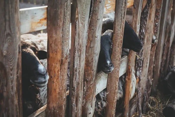Koyun Çiftliği Lginç Koçlar Ahırı Siyah Burunlu Güzel Sığırlar Ahşap — Stok fotoğraf