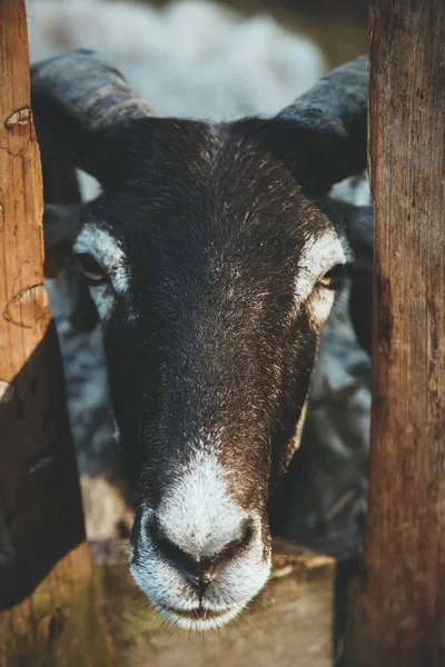 Allevamento Bestiame Pecora Curiosa Famiglia Naturale Bellissimo Agnello Con Muso — Foto Stock